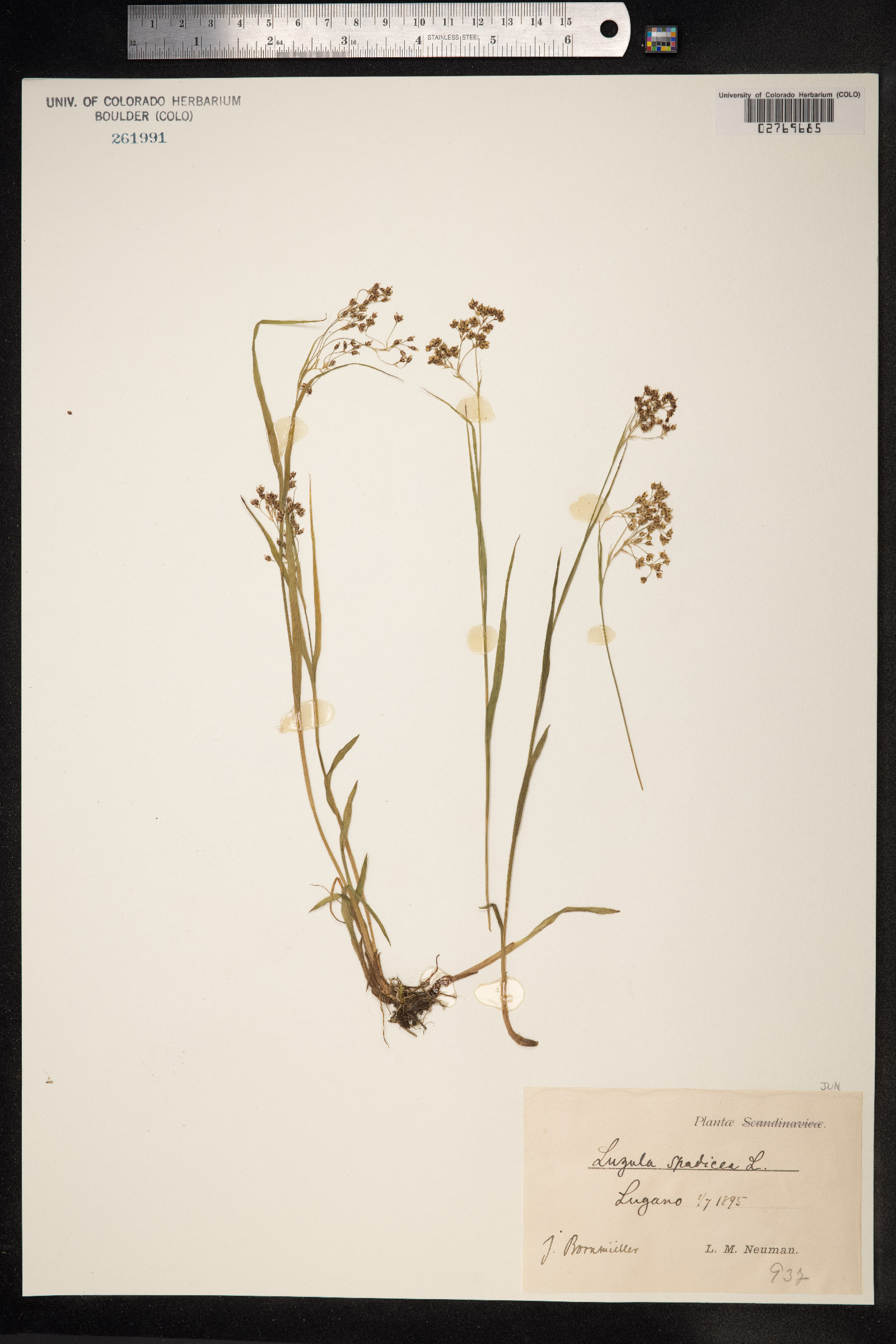 Luzula alpinopilosa image