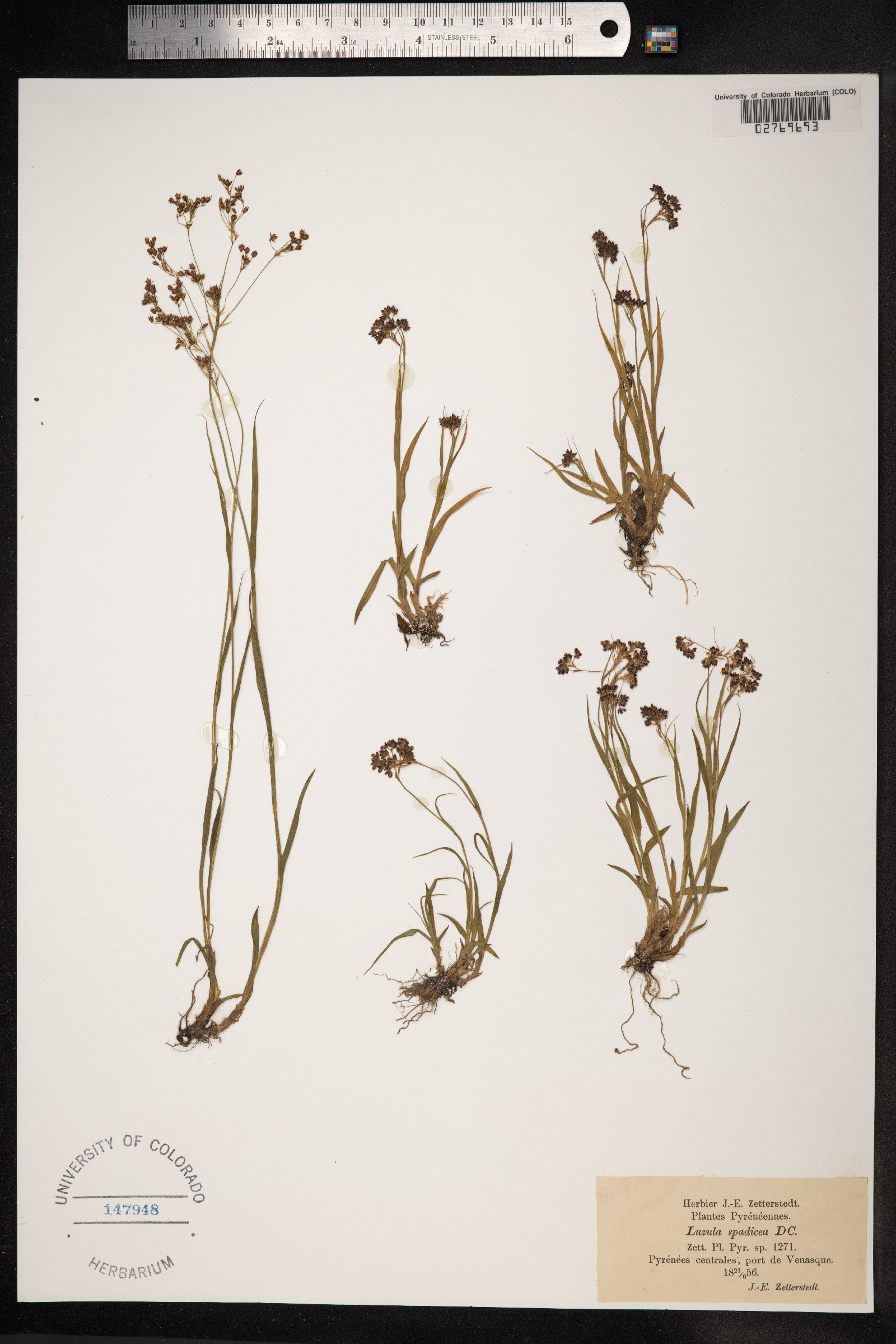 Luzula alpinopilosa image