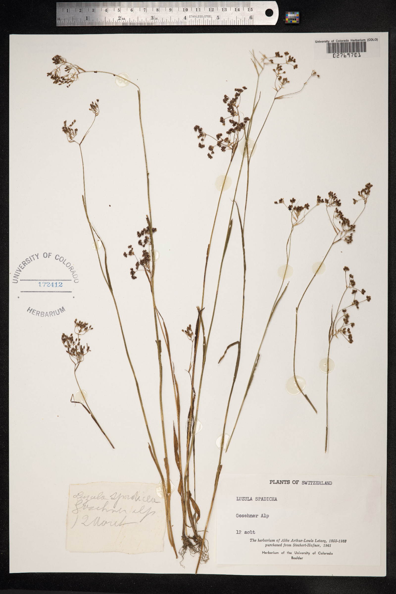 Luzula alpinopilosa image