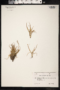 Luzula spicata image