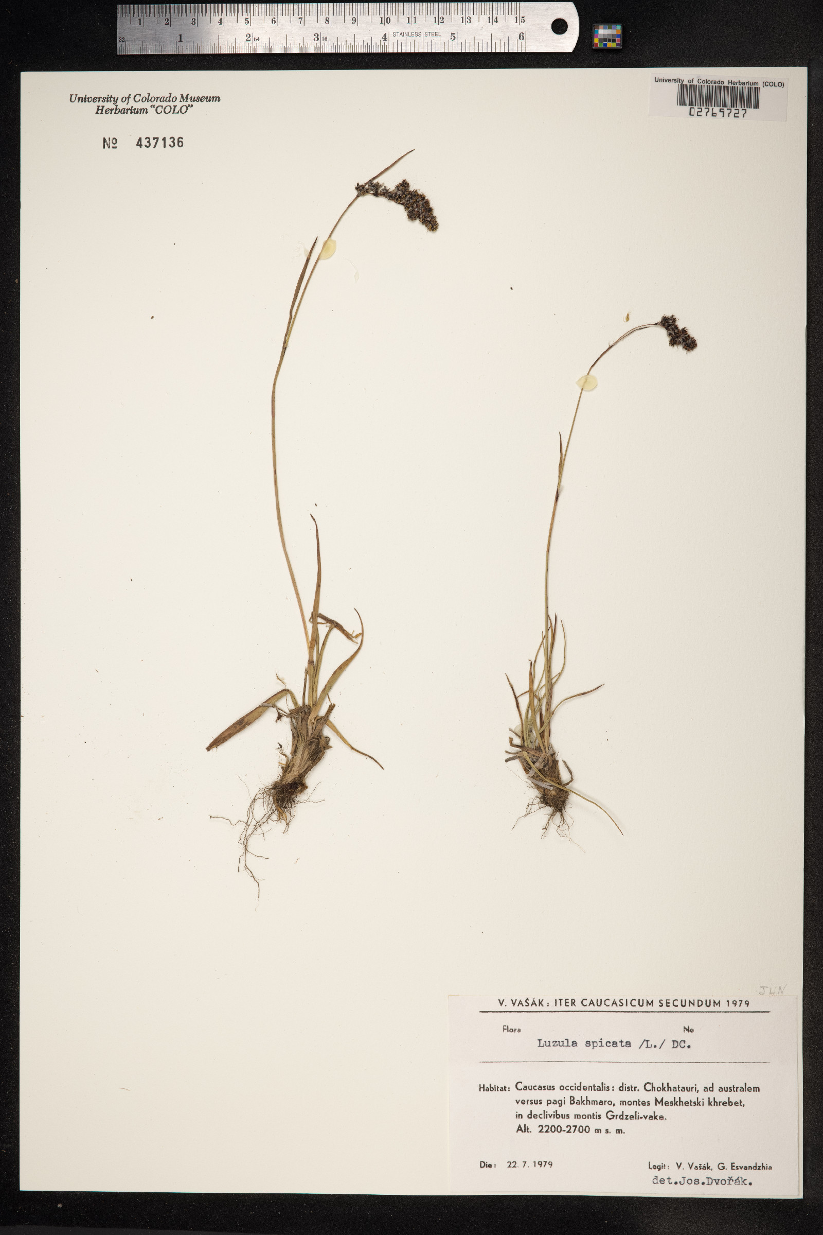 Luzula spicata image