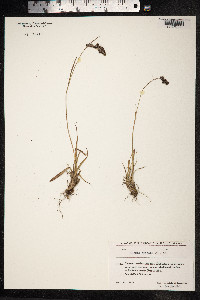 Luzula spicata image