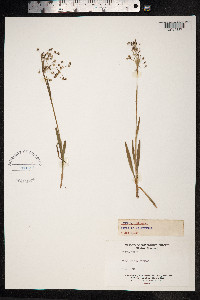 Luzula pilosa image