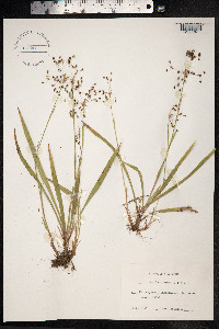 Luzula pilosa image