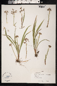 Luzula pilosa image