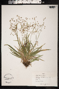 Luzula pilosa image
