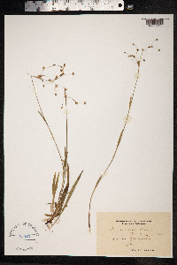 Luzula pilosa image