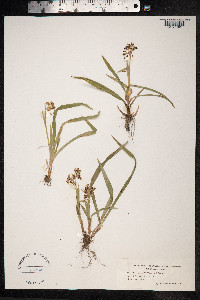 Luzula pilosa image