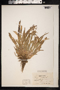 Luzula pilosa image