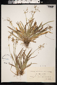 Luzula pilosa image