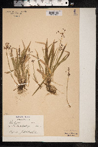 Luzula pilosa image