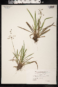 Luzula pilosa image