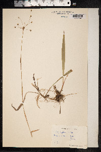 Luzula pilosa image