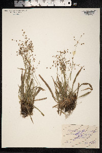 Luzula pilosa image