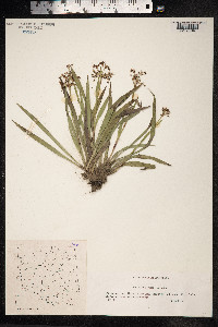 Luzula pilosa image