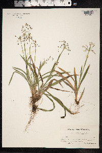 Luzula pilosa image