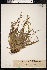 Luzula pilosa image
