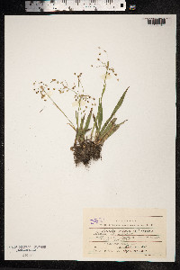 Luzula pilosa image