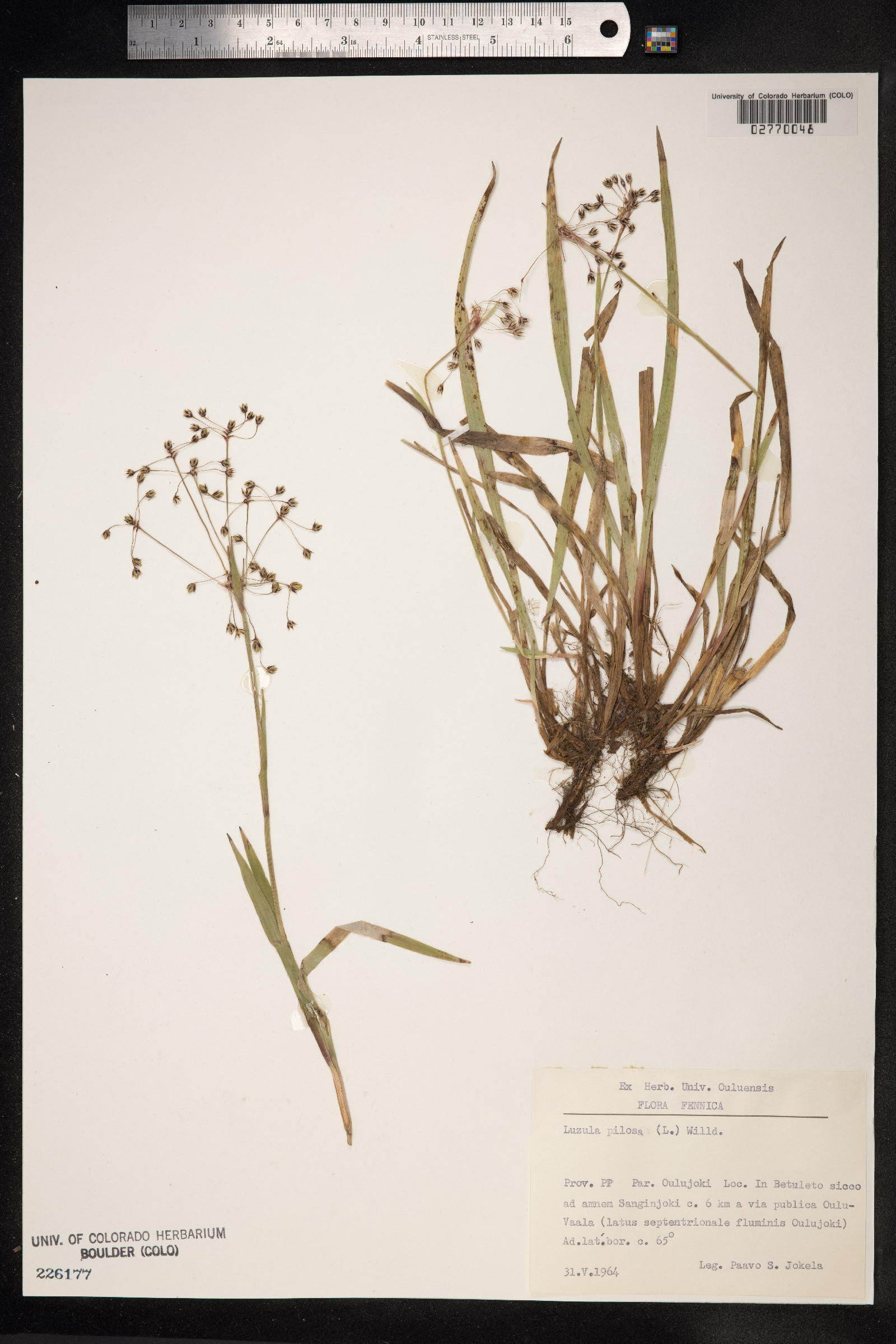 Luzula pilosa image