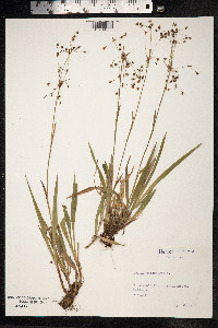 Luzula pilosa image