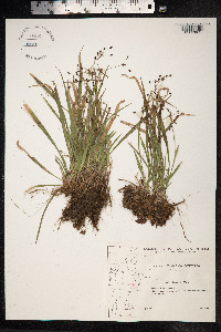 Luzula pilosa image