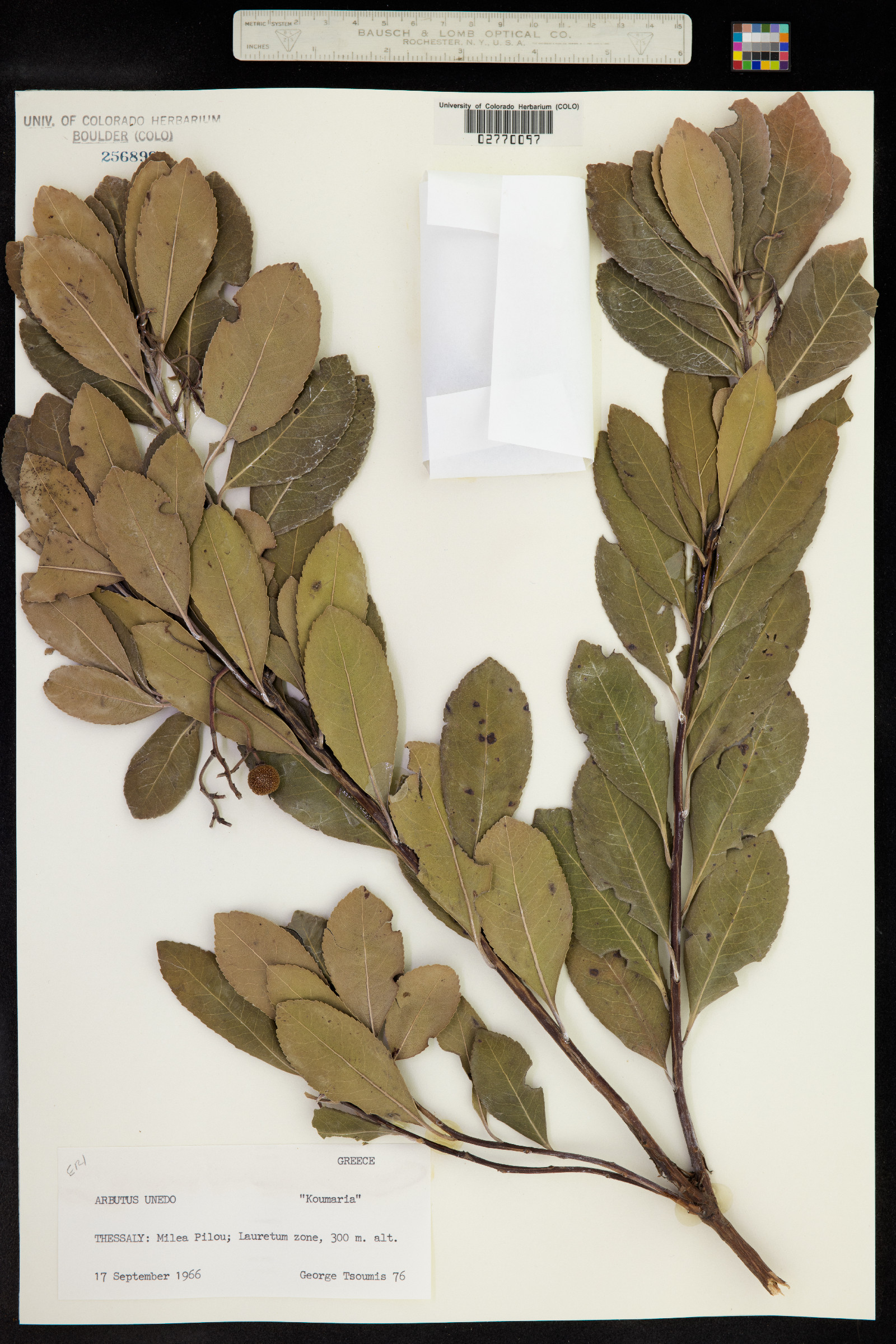 Arbutus unedo image