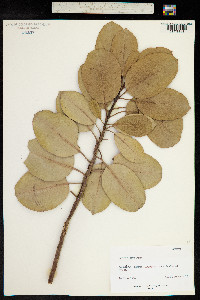 Arbutus andrachne image