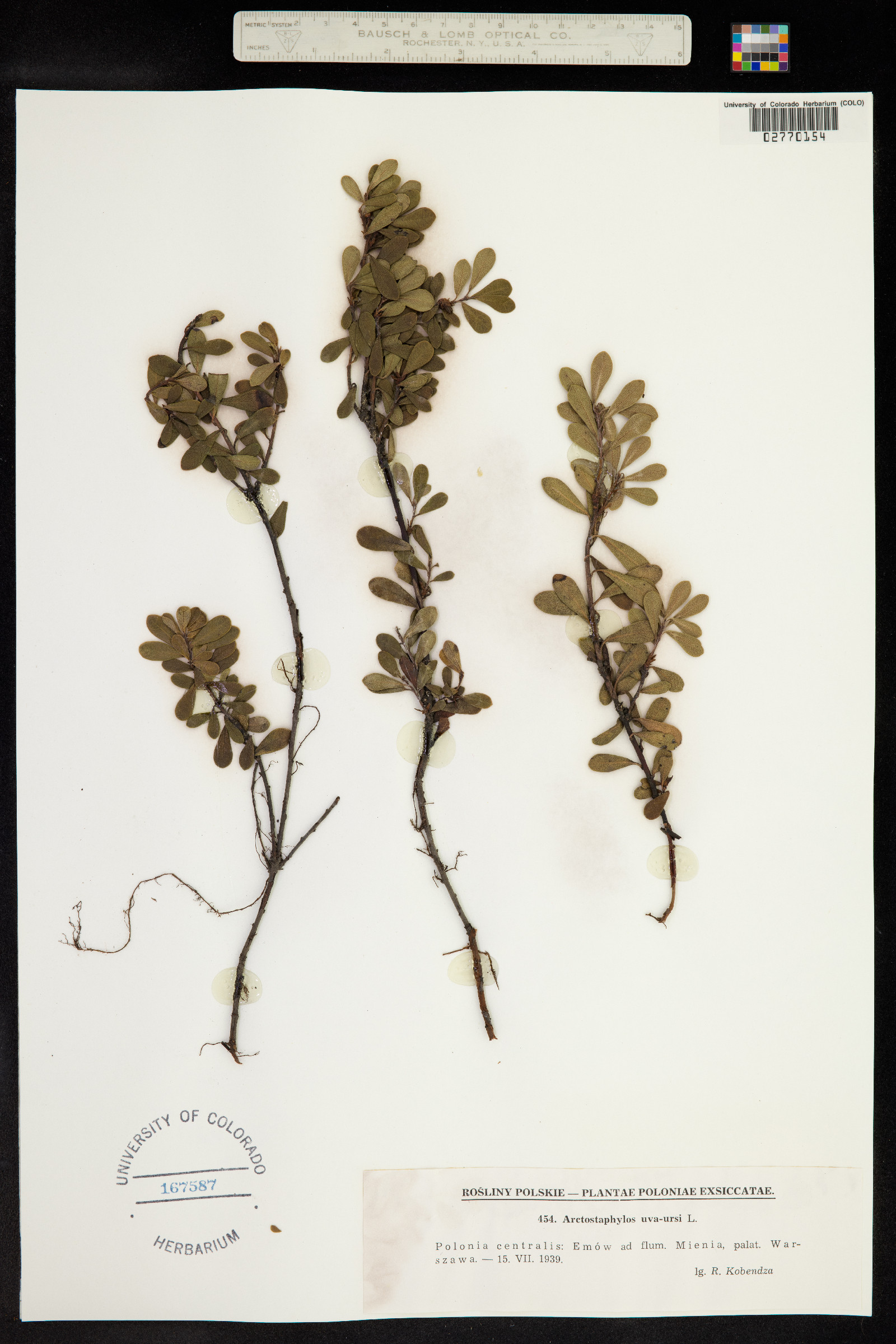 Arctostaphylos uva-ursi image
