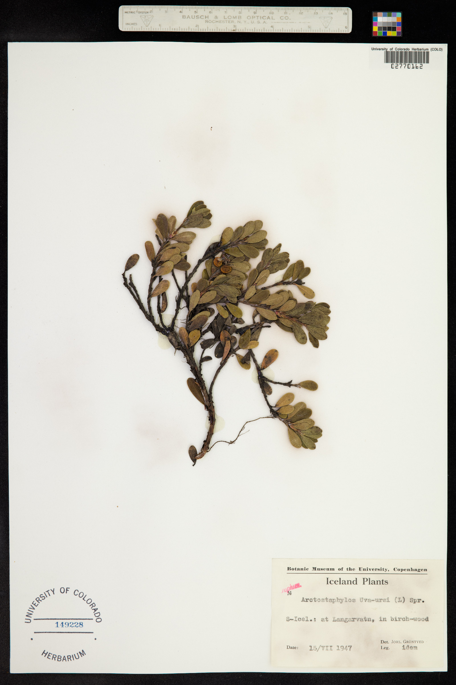 Arctostaphylos uva-ursi image