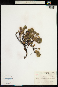 Arctostaphylos uva-ursi image