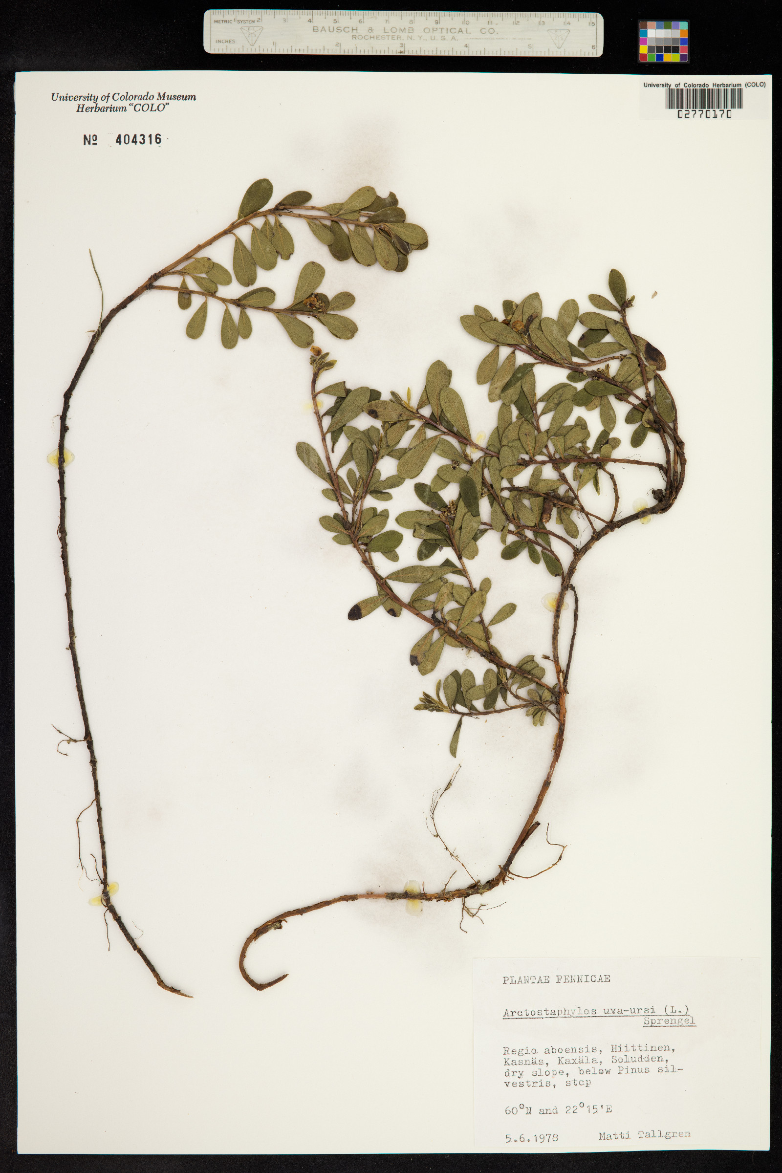 Arctostaphylos uva-ursi image