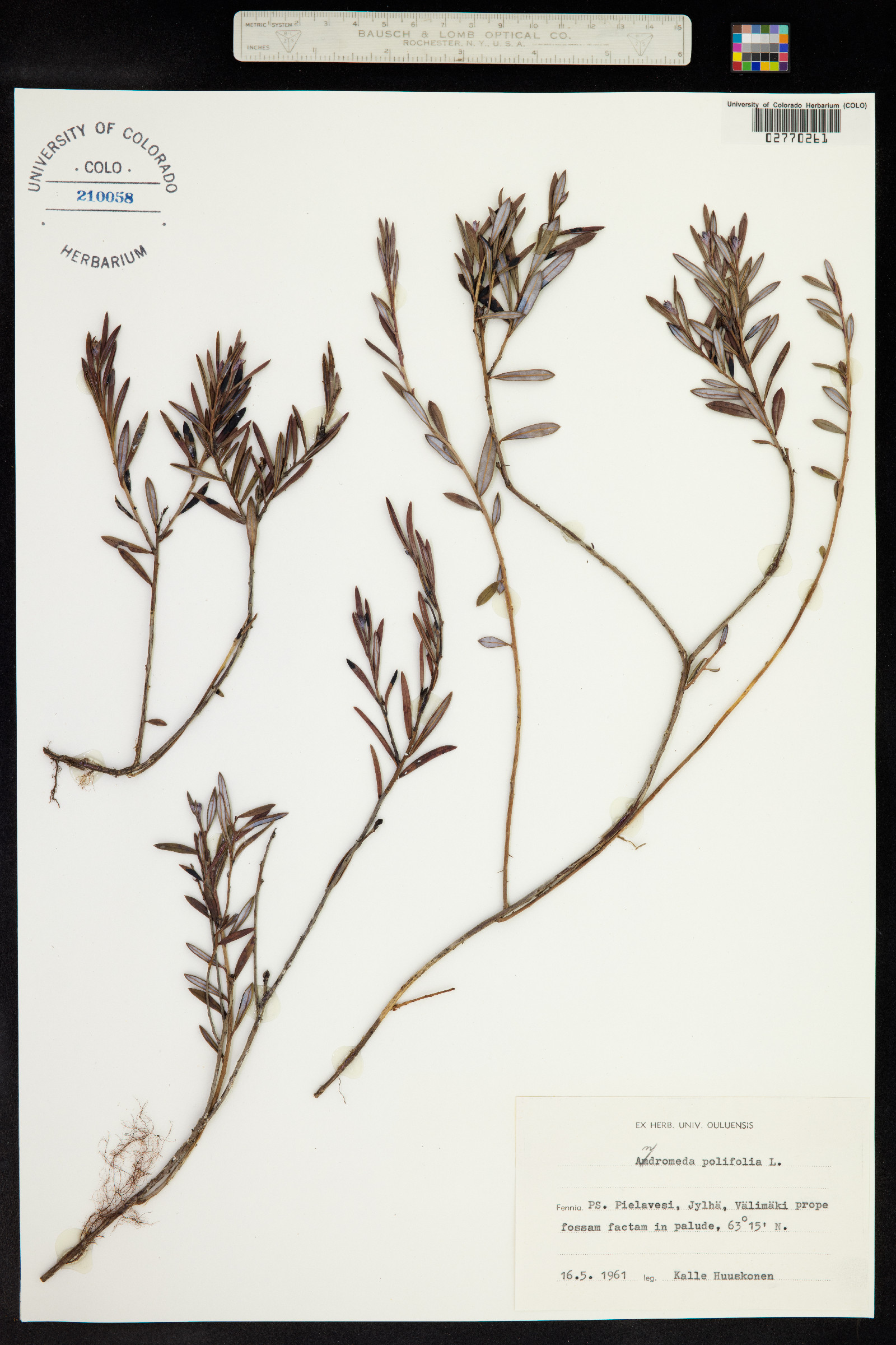 Andromeda polifolia image