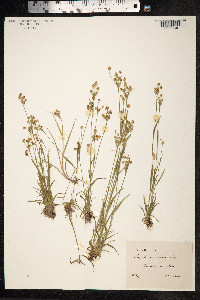 Luzula pallescens image