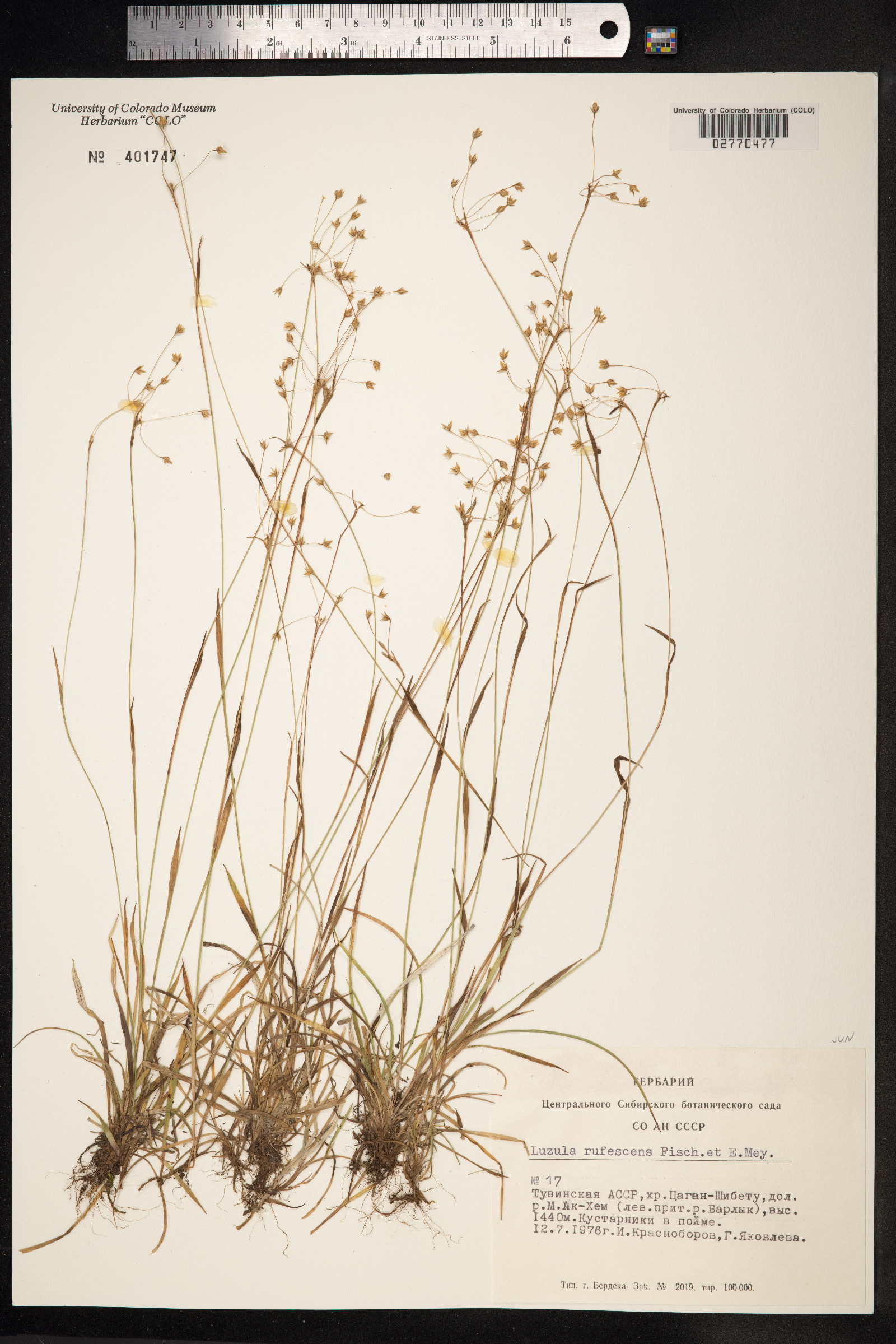 Luzula rufescens image