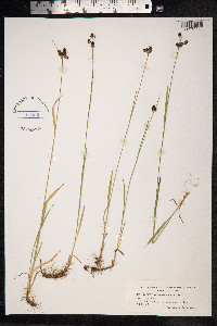 Luzula sudetica image