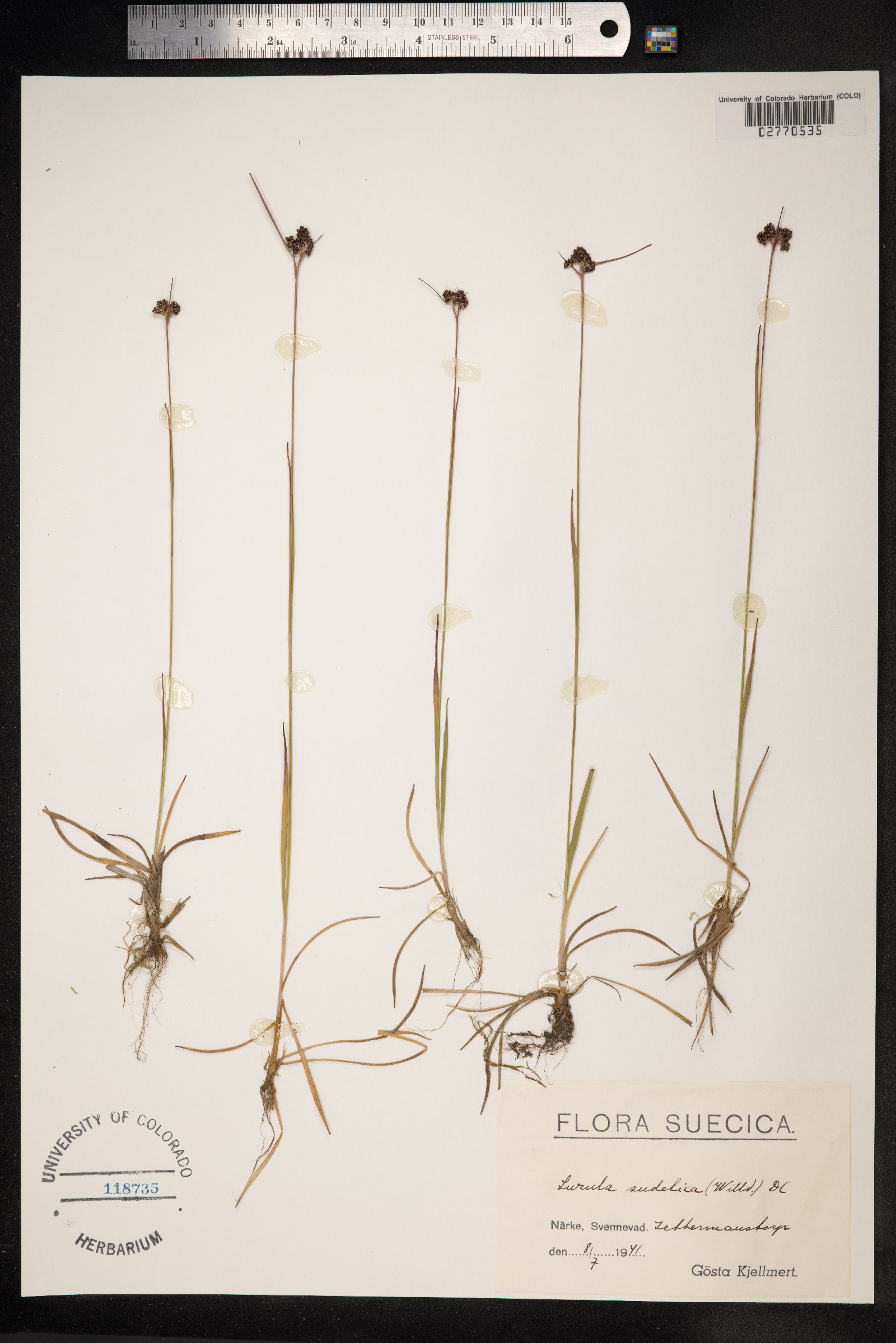 Luzula sudetica image