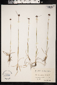 Luzula sudetica image