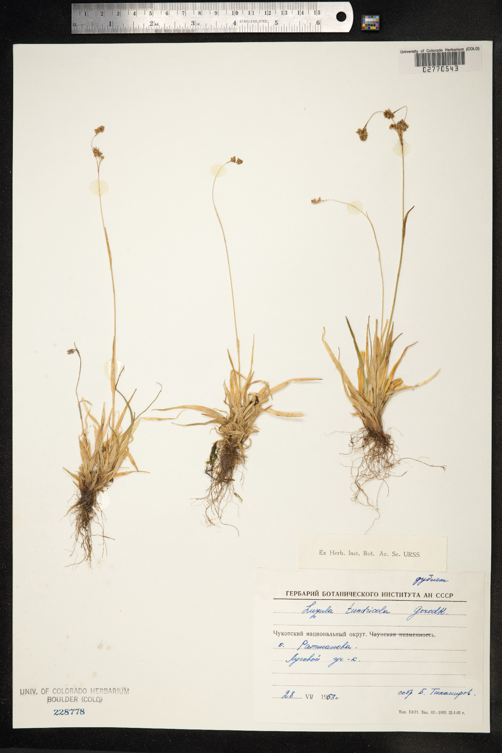 Luzula kjellmaniana image