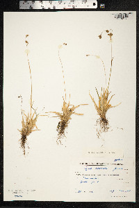 Luzula kjellmaniana image