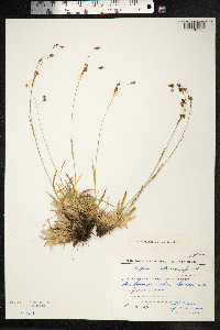 Luzula kjellmaniana image