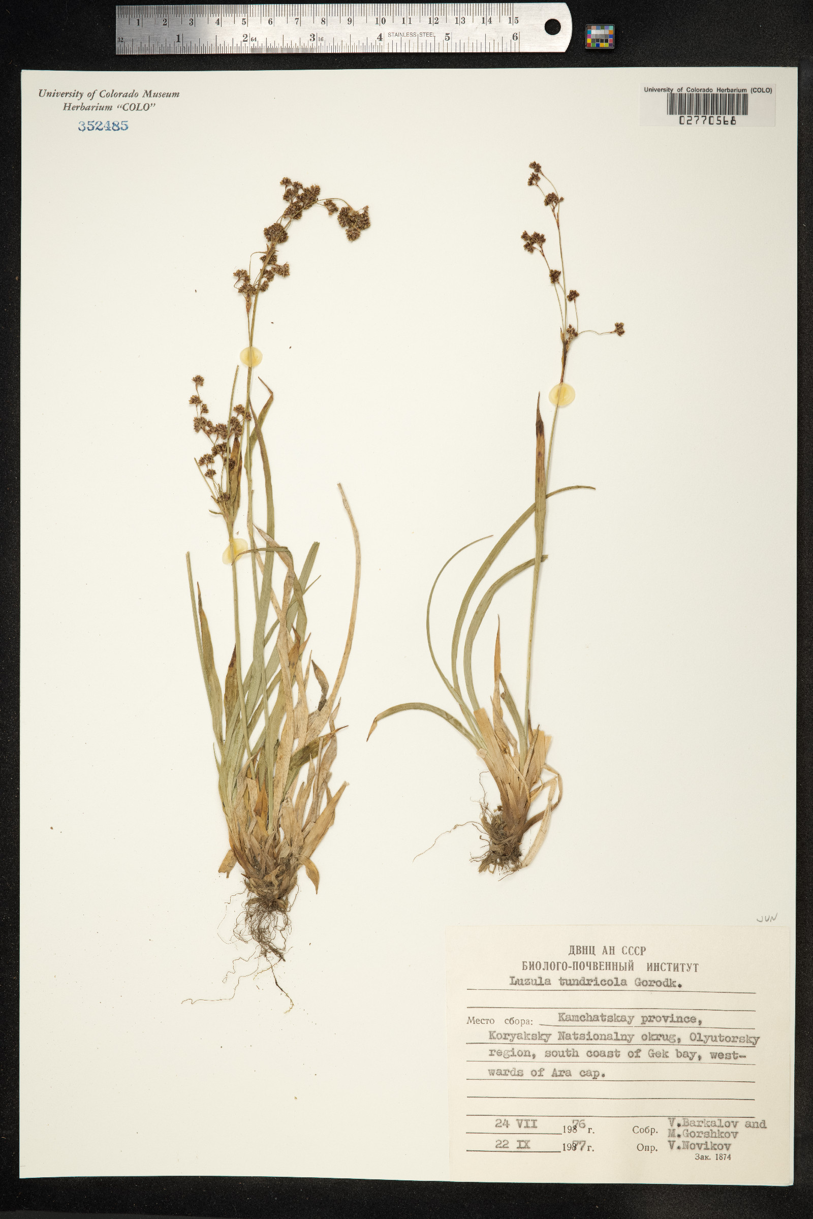 Luzula kjellmaniana image