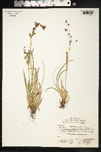 Luzula kjellmaniana image