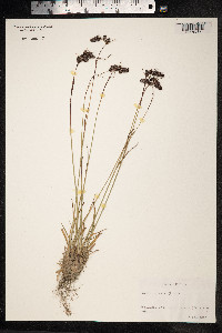 Luzula spicata image