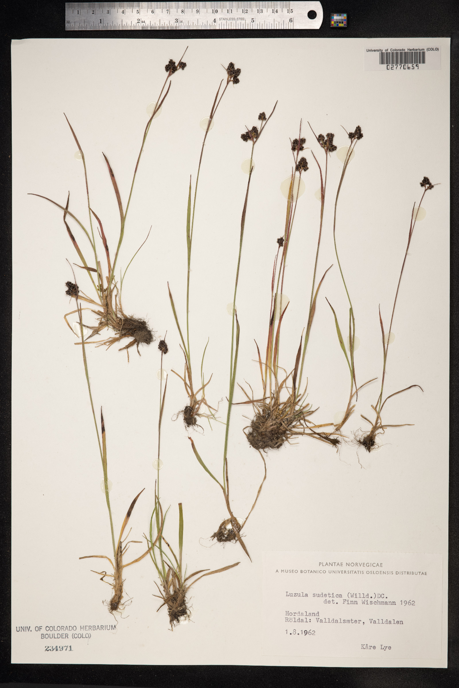 Luzula sudetica image