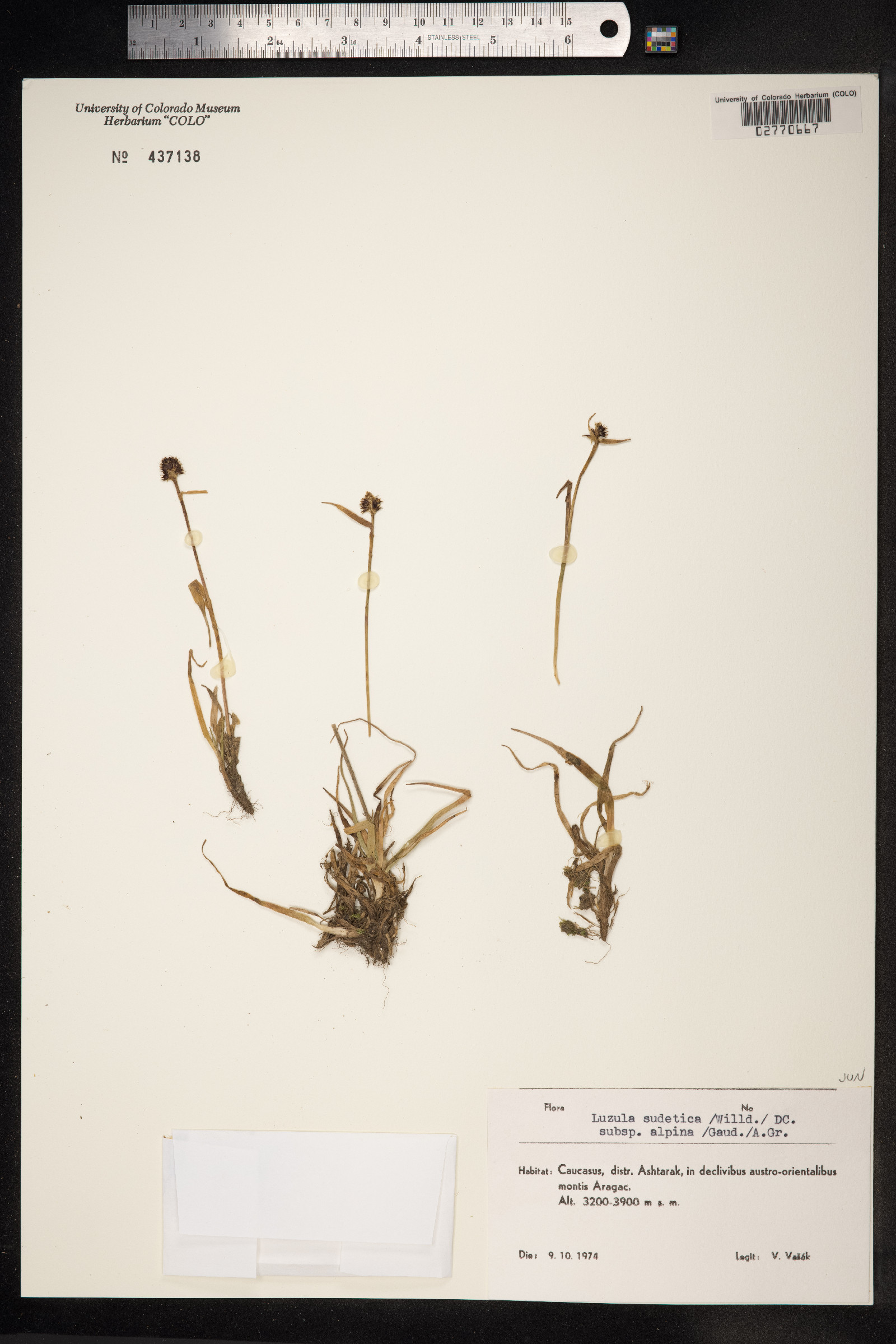 Luzula sudetica image