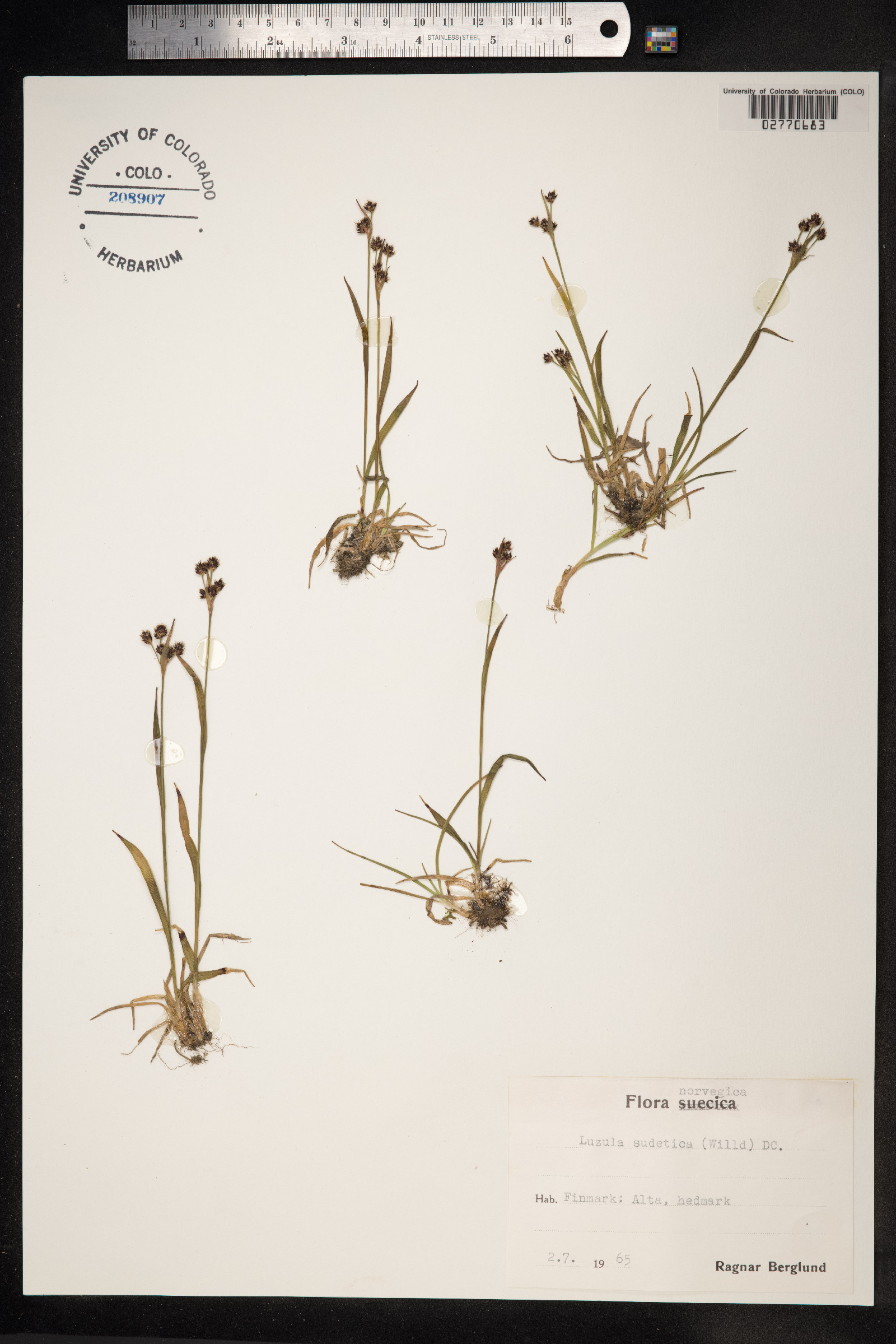 Luzula sudetica image