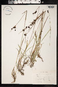 Luzula sudetica image