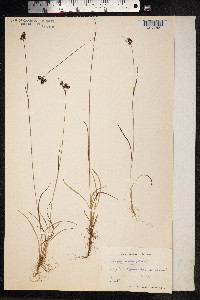 Luzula sudetica image