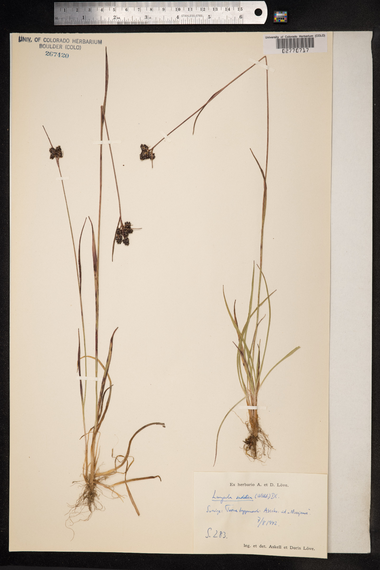 Luzula sudetica image