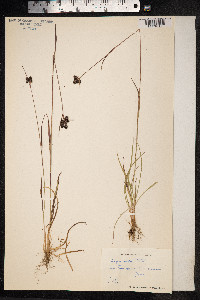 Luzula sudetica image